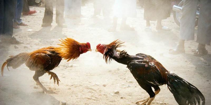 Tìm hiểu 2 thể loại đá gà thomo được yêu thích nhất hiện nay
