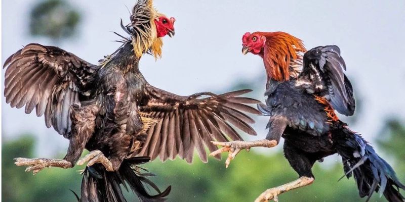Khám phá quy tắc và đặc điểm